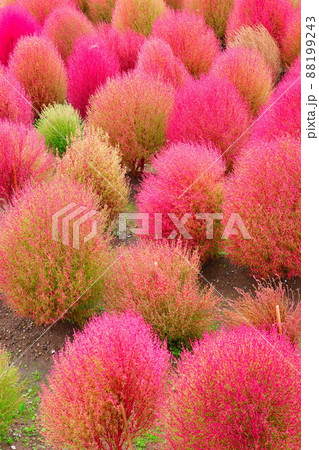 コキア（新潟県） 88199243