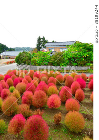 コキア（新潟県） 88199244