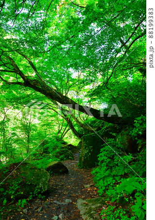 苗名滝への散策路（新潟県） 88199383