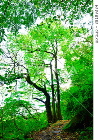 苗名滝への散策路（新潟県） 88199384