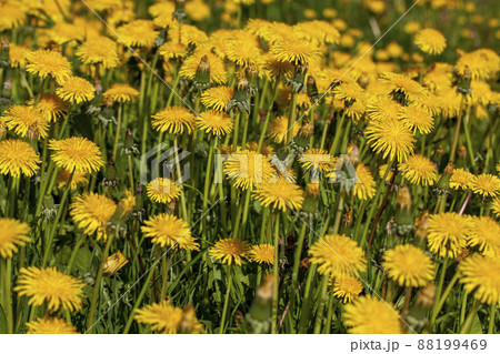 yellow beautiful dandelion flowers with seeds yellow beautiful dandelion flowers with seeds 88199469
