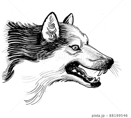 Angry wolf head. Ink black and white drawing Angry wolf head. Ink black and white drawing 88199546