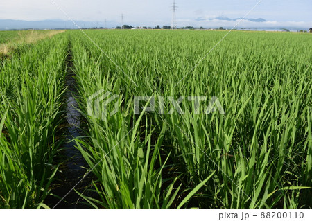 田植え2ヶ月後の水田 田植え2ヶ月後の水田 88200110