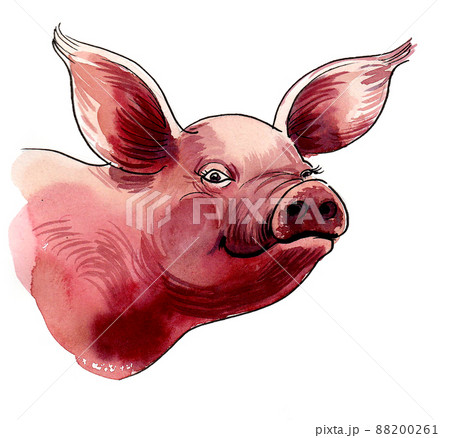 Cute piglet face. Ink and watercolour drawing Cute piglet face. Ink and watercolour drawing 88200261