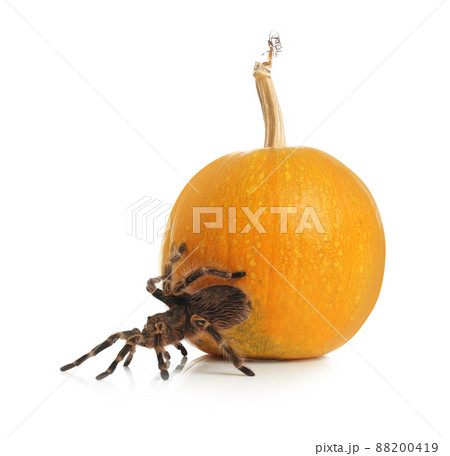 Striped knee tarantula and pumpkin isolated on white. Halloween celebration 88200419