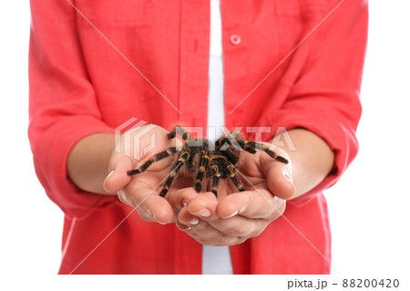Woman holding striped knee tarantula on white background, closeup Woman holding striped knee tarantula on white background, closeup 88200420