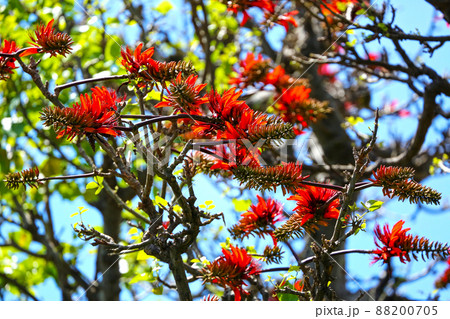 沖縄の県花　島唄でお馴染み　デイゴの花 88200705