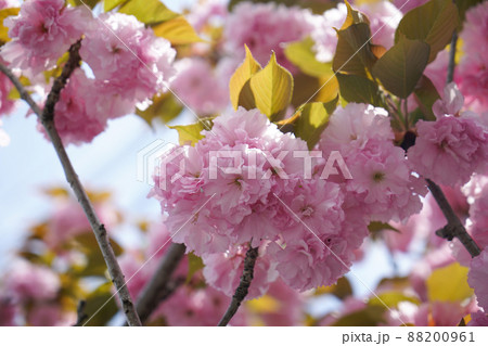 関山 関山 88200961