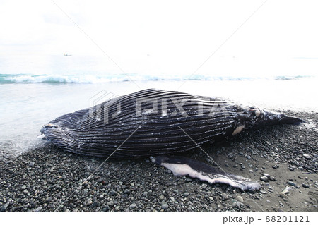 クジラの死骸（神奈川県小田原市） 88201121