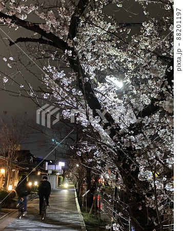 大阪府八尾市玉串川の夜桜 88201197