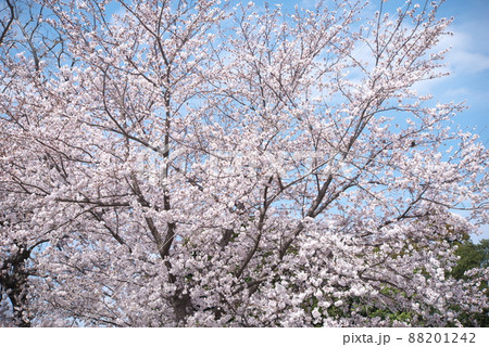 桜:染井吉野の桃色花【空背景】 桜:染井吉野の桃色花【空背景】 88201242