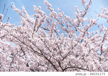 桜：染井吉野の桃色花【空背景】 88201275