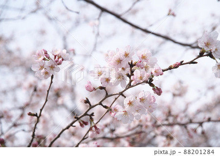 桜:染井吉野の桃色花 桜:染井吉野の桃色花 88201284