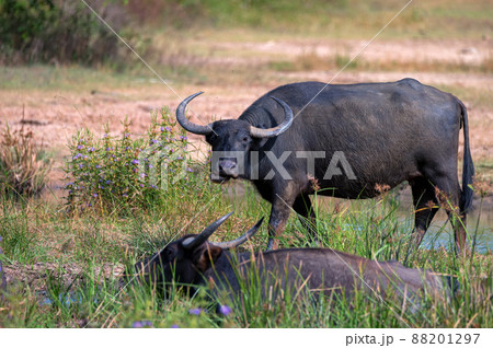 Asian water buffalo or Bubbalus bubbalis in mud Asian water buffalo or Bubbalus bubbalis in mud 88201297