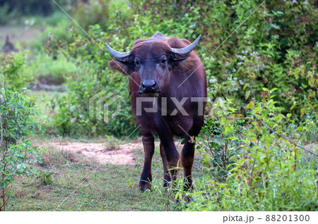 Asian water buffalo or Bubbalus bubbalis in mud Asian water buffalo or Bubbalus bubbalis in mud 88201300
