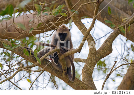Gray langur or Semnopithecus priam thersites sits on tree 88201318
