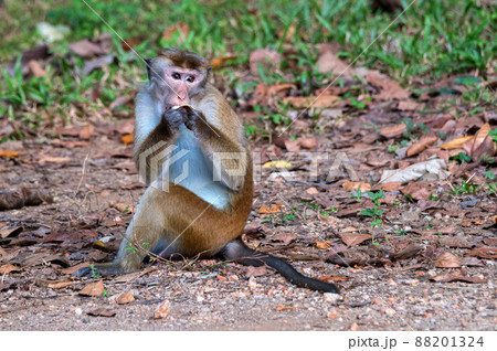 Sri-Lankan toque macaque or Macaca sinica in wild 88201324