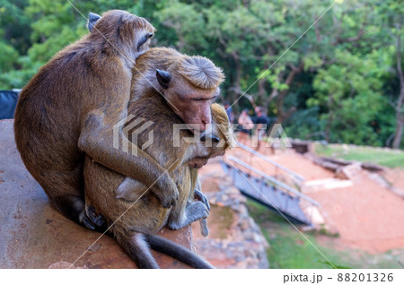 Group of Sri-Lankan toque macaque or Macaca sinica in wild 88201326