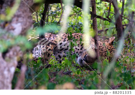 Leopard or Panthera pardus kotya rest on a ground Leopard or Panthera pardus kotya rest on a ground 88201335