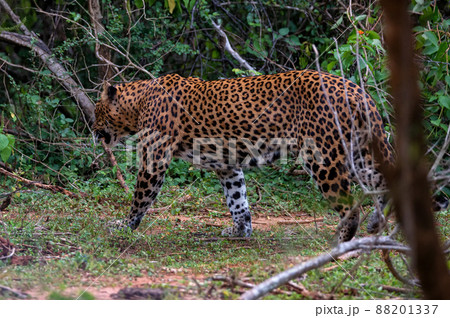 Leopard or Panthera pardus kotya walks in jungle Leopard or Panthera pardus kotya walks in jungle 88201337