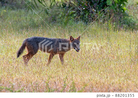 Golden jackal or Canis aureus in natural habitat 88201355