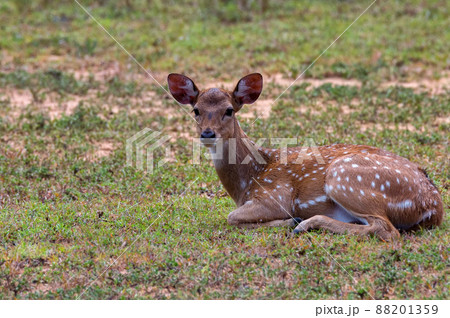 Single spotted deer or Axis in wild 88201359