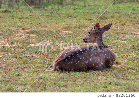 Single spotted deer or Axis in wild 88201360