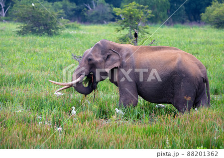 Asian tusker elephant or elephas maximus in wild jungle 88201362