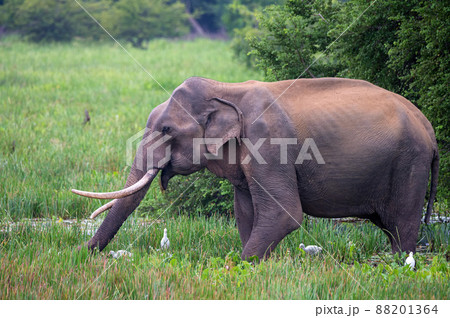 Asian tusker elephant or elephas maximus in wild jungle Asian tusker elephant or elephas maximus in wild jungle 88201364
