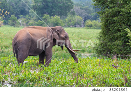 Asian tusker elephant or elephas maximus in wild jungle Asian tusker elephant or elephas maximus in wild jungle 88201365