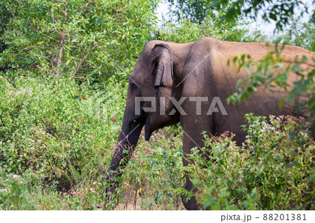 Asian elephant or elephas maximus in wild jungle 88201381