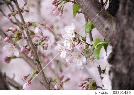 桜:染井吉野の桃色花【花背景】 桜:染井吉野の桃色花【花背景】 88201429