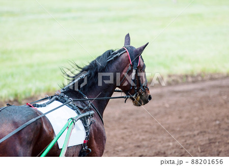 Racehorses participating in horse racing Racehorses participating in horse racing 88201656