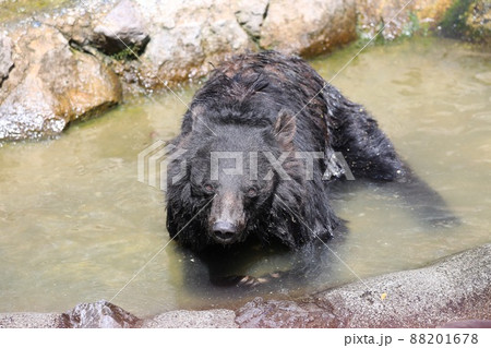 〔岐阜県高山市・奥飛騨クマ牧場・8月］入浴中のツキノワグマ 88201678