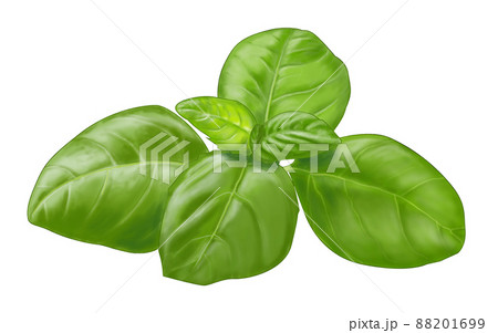 バジル・ハーブ 88201699