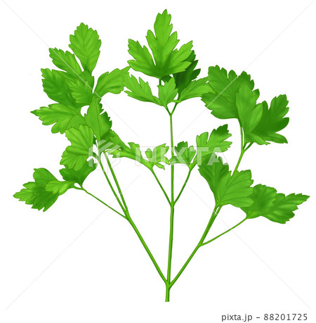 ハーブ・イタリアンパセリ 88201725