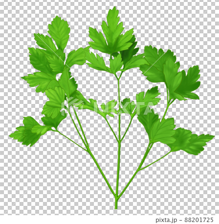 ハーブ・イタリアンパセリ 88201725