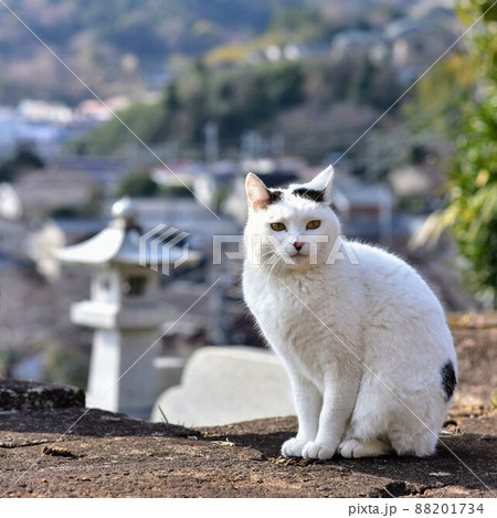 ジャパニーズボブテイル日本猫のお散歩 ジャパニーズボブテイル日本猫のお散歩 88201734