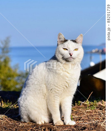 ジャパニーズボブテイル日本猫のお散歩 ジャパニーズボブテイル日本猫のお散歩 88201739