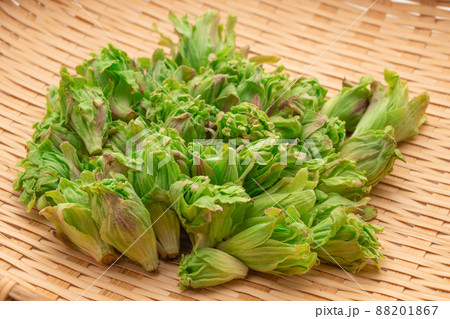 ふきのとう 88201867