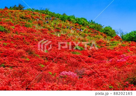 葛城山 鮮やかなヤマツツジの絶景 88202165