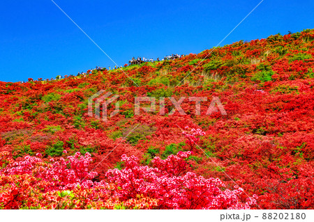 葛城山 鮮やかなヤマツツジの絶景 葛城山 鮮やかなヤマツツジの絶景 88202180