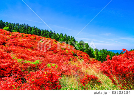 葛城山 鮮やかなヤマツツジの絶景 88202184