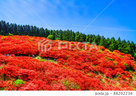葛城山 鮮やかなヤマツツジの絶景 88202236