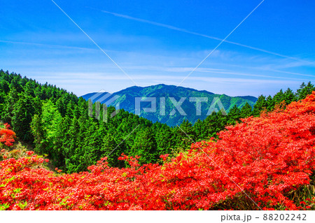 葛城山のヤマツツジと金剛山 葛城山のヤマツツジと金剛山 88202242