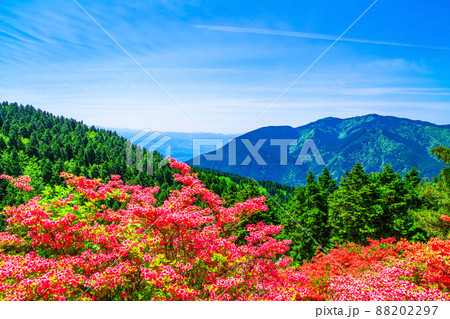 葛城山のヤマツツジと金剛山 88202297