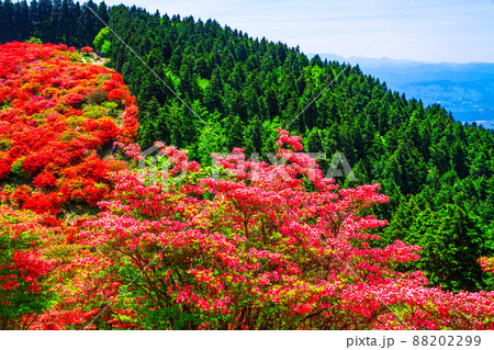 葛城山 鮮やかなヤマツツジの絶景 葛城山 鮮やかなヤマツツジの絶景 88202299
