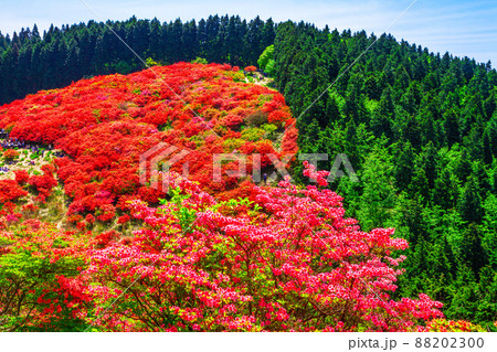 葛城山 鮮やかなヤマツツジの絶景 葛城山 鮮やかなヤマツツジの絶景 88202300