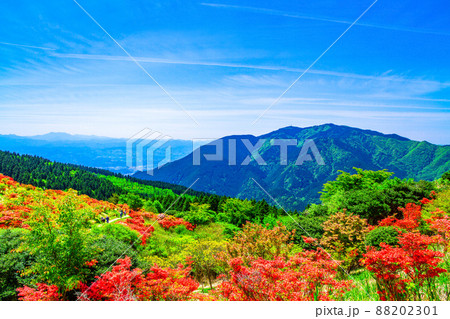 葛城山のヤマツツジと金剛山 88202301