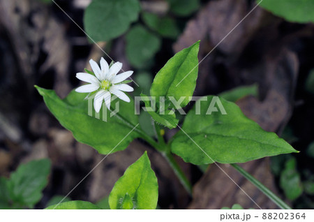 ミヤマハコベ(北海道・知床) ミヤマハコベ(北海道・知床) 88202364